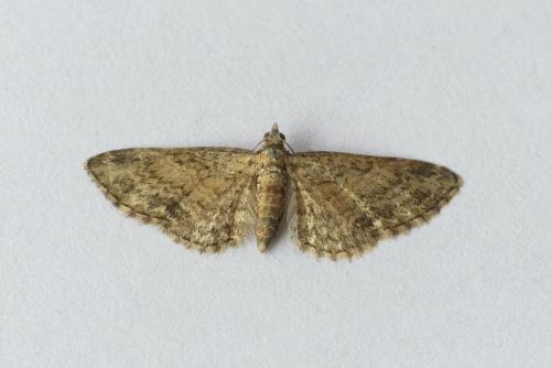 Réf. 209 777 : Eupithecia inturbata